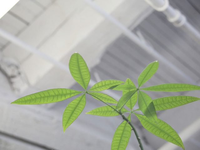 Spring Cleaning…Naturally